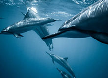 完美世界竞技平台官网-中国游泳公开赛女子100米蛙泳 唐钱婷夺得冠军